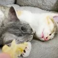 『関係ない？』寝ている猫ちゃんにかつお節を近付けてみると…