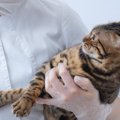 猫を『病院嫌い』にする要因とは？飼い主の絶対NG行為3つ