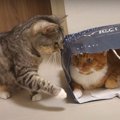 猫ちゃんにしか分からない紙袋の魅力