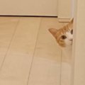 『フギャ』と聞こえて駆けつけたら、猫が…飼い主さんが思わず『何があった…