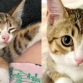 夫婦で迎えた生後2ヶ月弱の子猫……子育てならぬ“猫育て”の軌跡に感涙！