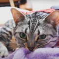 甘え方も猫それぞれ！甘えん坊な2匹の猫ちゃん♡