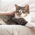 猫が『この人は信頼できるニャ！』と思う人物の特徴3選　猫にとっての…