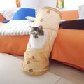 猫がソファから『トンネルごと落ちた』と思ったら…まさかの光景が面白…