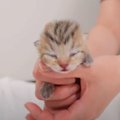 生まれたばかりの赤ちゃん猫→『100日後の姿』が…成長の軌跡が可愛すぎると…