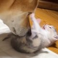 保護されたばかりの『赤ちゃん猫』に、保護犬が……あまりにも尊い『優…