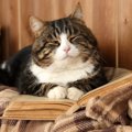 田中裕二（爆笑問題）さんの猫はどんな子？種類や愛情のかけ方