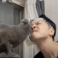 パパと猫の『頭突き対決』が始まったかと思ったら…思わずニヤける『まさか…