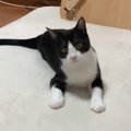 外から響く謎の音！猫一家揃って工事にビビる