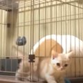 "猫が液体"なのは本当だった？！ケージをすり抜ける子猫ち…