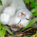 愛猫の気持ちが知りたい！７つの仕草でわかる猫の気持ち