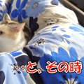 地震発生！その時、救世主の猫ちゃんが！？