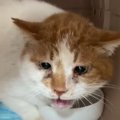 野良歴４年、『汚れと臭いが酷い保護猫』をお風呂に入れたら…まさかの光景…