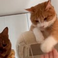 同居猫を叩く猫に『ダメだよ』と注意したら、次の瞬間…予想もしていなかっ…