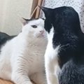 じっと見つめ合っていた2匹の猫→喧嘩になるかと思いきや、次の瞬間…『まさ…