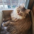 猫がいつも外を見ている6つの理由