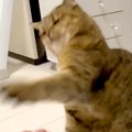 激しい動きをしていた猫→ママに叱られて、猫パンチで反撃かと思いきや…想…