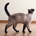 猫が尻尾を人に絡めるのはなぜ？３つの理由