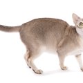 【獣医師監修】シンガプーラの毛色は1種類？セピアアグーティの特徴や変化…