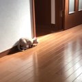 子猫がお兄ちゃんの『待ち伏せ』した結果…まるで"アニメのワンシ…