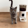 猫のご飯の『出しっぱなし』が危険な理由3つ　起こりうるトラブルから適切…