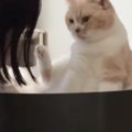 『普段は人を攻撃しない猫』が反射的に噛みそうになった結果…直後の『尊す…
