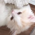 長毛赤ちゃん猫の『生後2か月〜8か月』まとめてみたら…圧倒的に"…