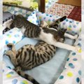 どうしてそんなことに！？猫ちゃんたちの寝相が「Ｘすぎる！！！」と…