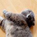 寝ている猫を見てみたら、『横のぬいぐるみ』と……とんでもなく尊すぎ…