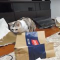 独自ルール有り！猫ちゃんと大量の紙袋！？