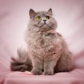 【獣医師監修】ブリティッシュロングヘアは飼いやすい？猫種の性格や飼う…