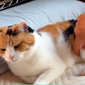 ご飯を食べ終えてくつろぐ三毛猫→お腹をつまんでみたら…たまらなく『…