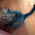 ドア越しにお見舞いを！隔離中の飼い主さんに会いたい猫さん