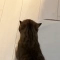 まだご飯の時間じゃないのに…誘導してくる猫について行った結果→『圧がす…