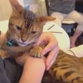 『僕がボスだ！』飼い主さんの実家でアピールする猫くん