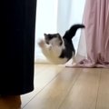 アクロバティックすぎる！！フローリングに大興奮で大技を披露する猫…