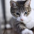 猫ちゃんたちから学ぶこと♡居心地の良い場所の見つけかた