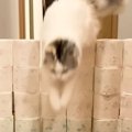 『やったるで！』2匹の猫がトイレットペーパー飛び越えに挑戦するも、…