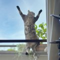 愛猫の『網戸のイタズラ』対策3選　窓を開けがちになるこれからの季節…