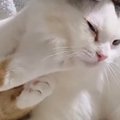 『猫たちが喧嘩している』と思って振り向いてみたら…まさかすぎる光景が61…