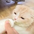 食欲のない猫と犬に哺乳瓶でミルクをあげたら…思わず『赤ちゃん返り』…