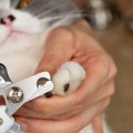 猫の『爪切り』をサボると起こりうるリスク3つ　定期的なケアが必要な理由…