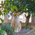 「ねこもに」とは 猫の迷子捜索のためのアイテムとサービス