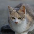 パステルカラーの三毛猫とは？毛色の特徴や性格、迎え入れる方法