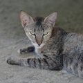 【獣医師監修】アメリカンキューダってどんな猫？猫種の性格や飼う前の注…