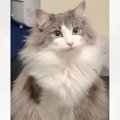 『え、痩せた？』冬はモッフモフだった猫→夏になると…差がありすぎる『衝…