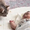 赤ちゃんがリビングで寝ていると、猫が近づいてきて…次の瞬間→思わず癒さ…