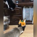 言葉をマネする人形で遊んでみたら、猫たちが……想像以上のリアクショ…