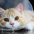 猫の多発性嚢胞腎とは？症状、原因、治療の方法、予防法