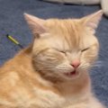 『自分のお尻の匂いを嗅ぐ猫』を見ていたら…まさかの『止まらない光景…